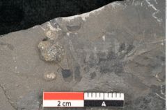 Foto (Detailansicht) von Dictyophyllum obtusilobum Sch. (NHMW-GEO-2024-0188-10502)